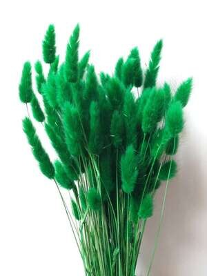 Lagurus dried grass bunch dark green 80 stems Sale Lagurus Dried Grass Green