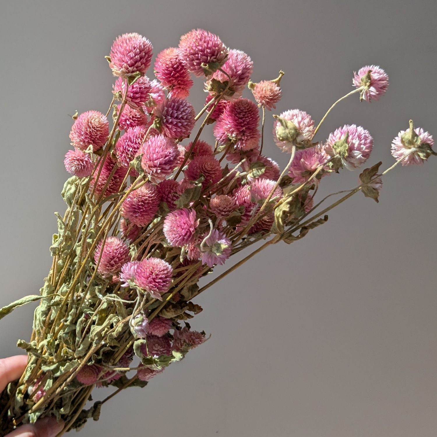 Clover flowers dried bunch pale pink globe amaranth bunch pink dried