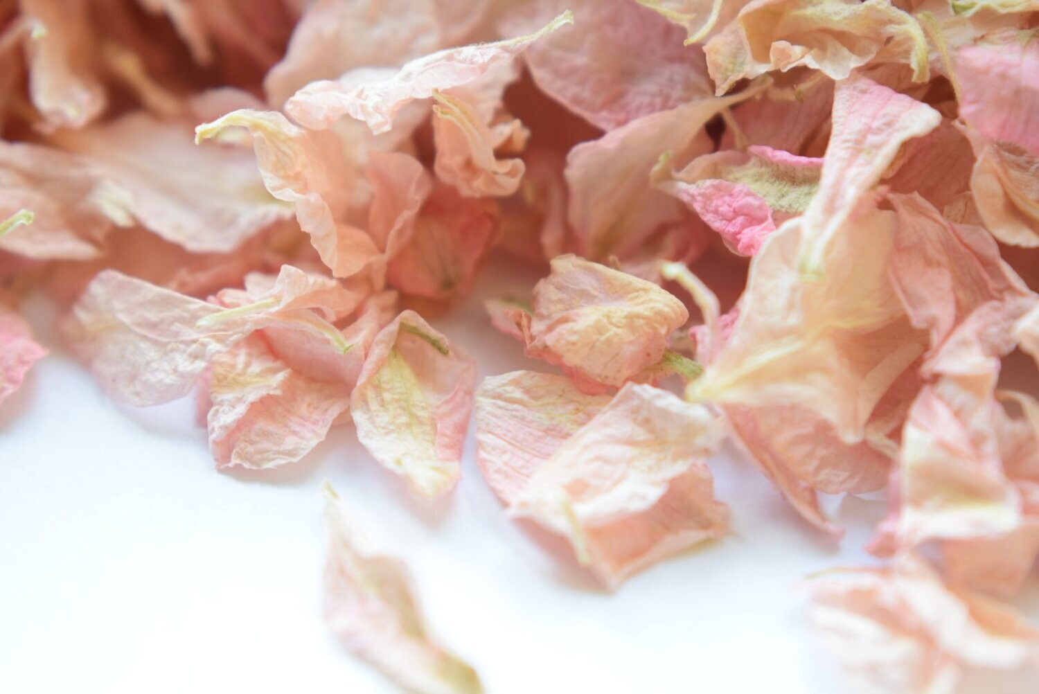 Pale Pink Delphinium Petals