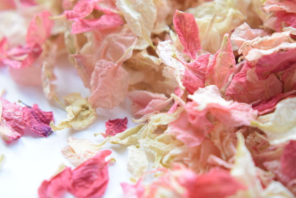 Delphinium petals mixed ivory, light pink, raspberry UK delphinium petal confetti pink mix