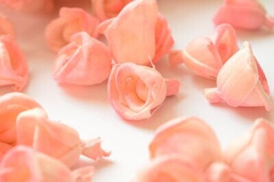 Sola Rose Decorations Salmon
