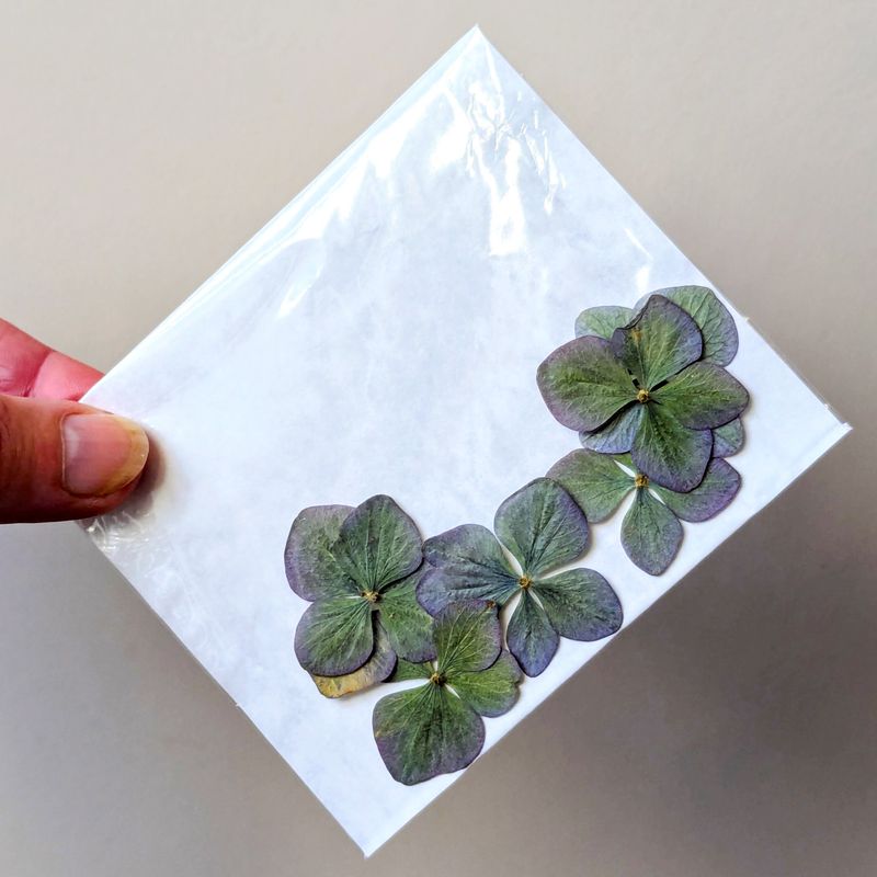 pressed hydrangea