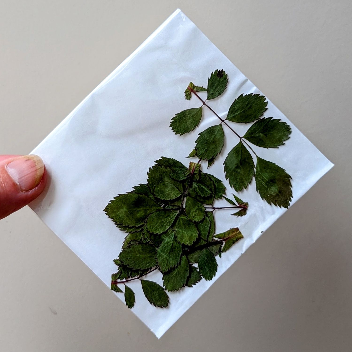 pressed rose leaves pack uk