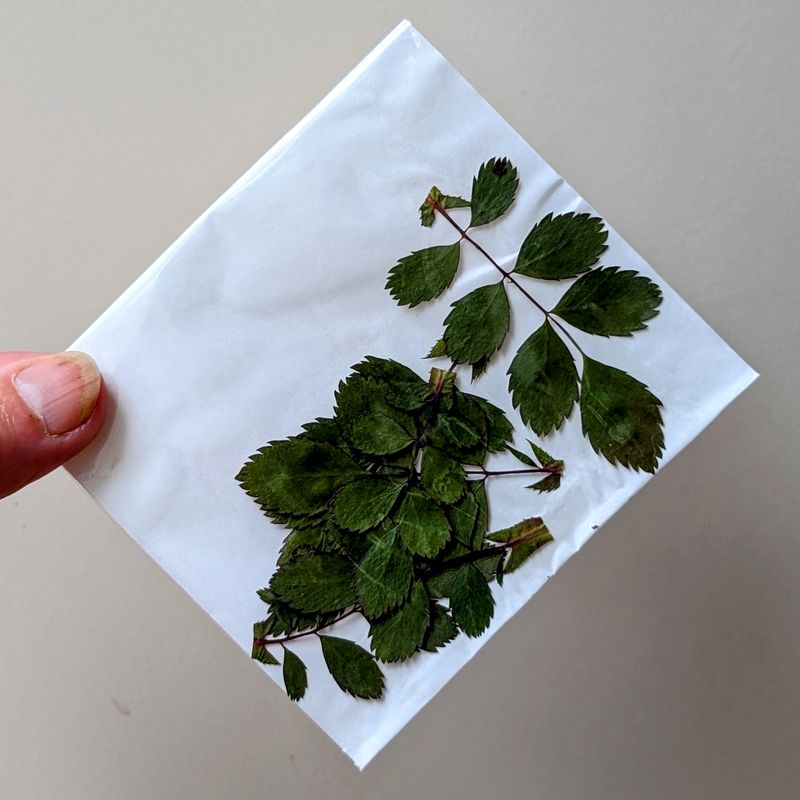 Pressed rose leaves pack of 7 UK pressed rose leaves pack uk