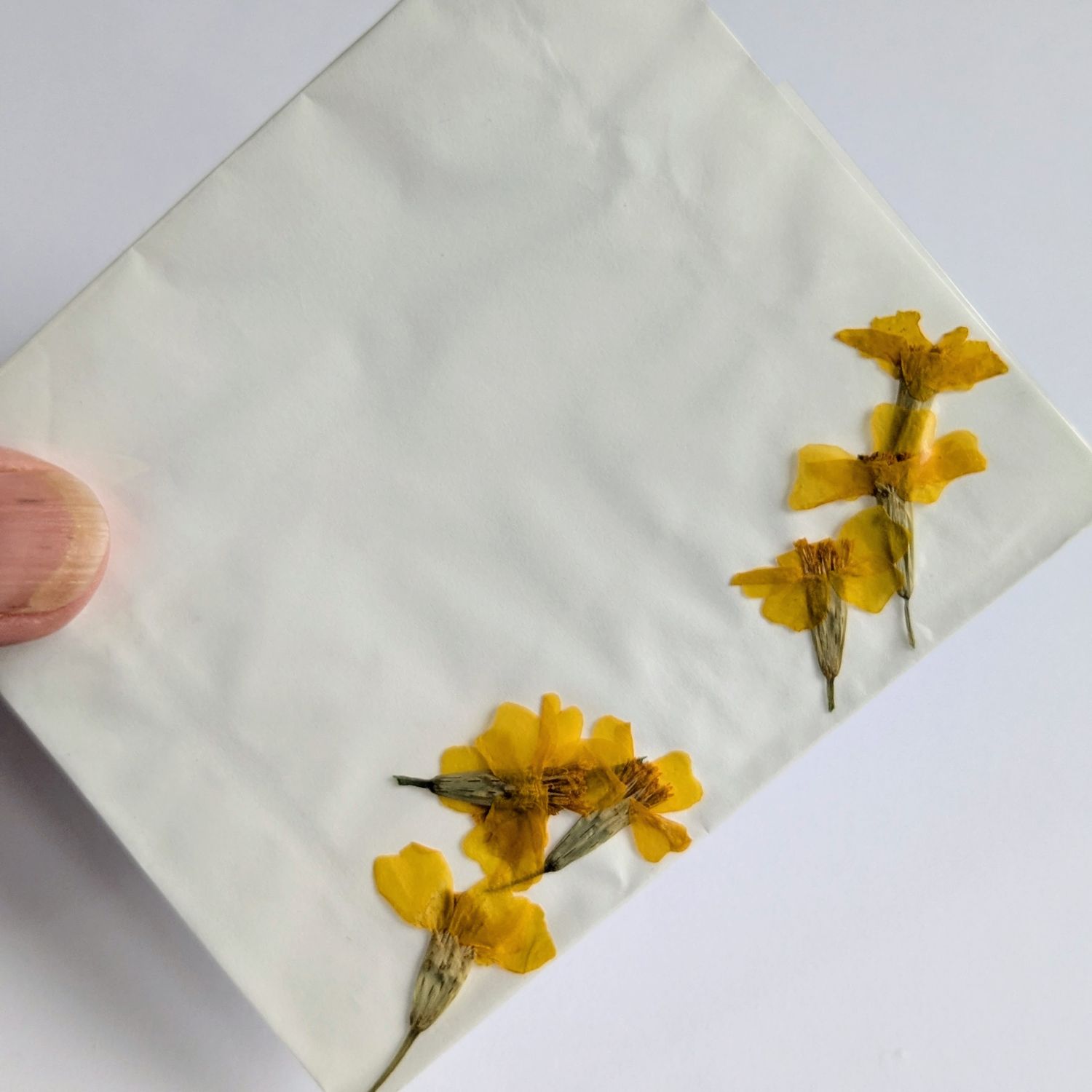 yellow pressed flowers tagetes