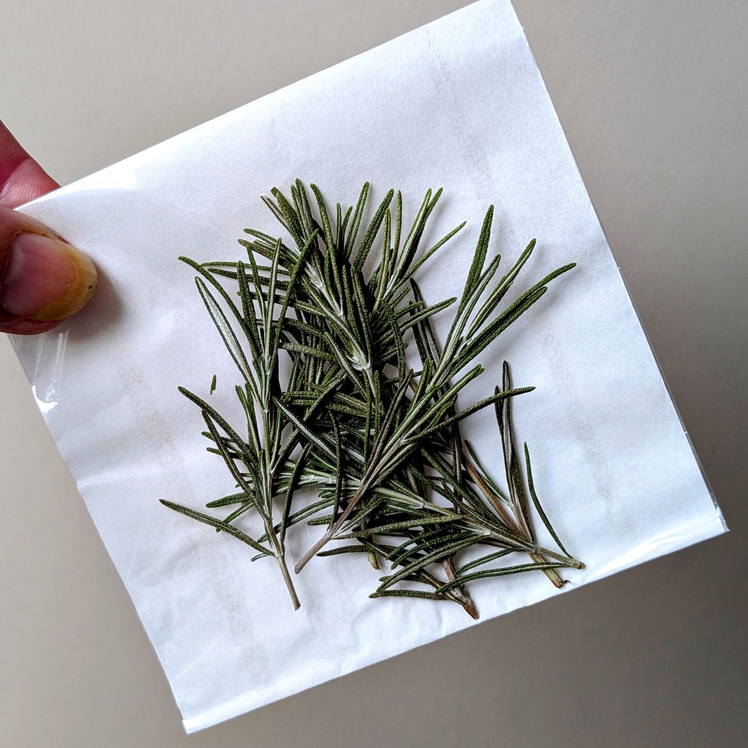pressed rosemary