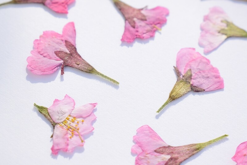 Pressed cherry blossom Prunus flowers 7 UK pressed cherry blossom