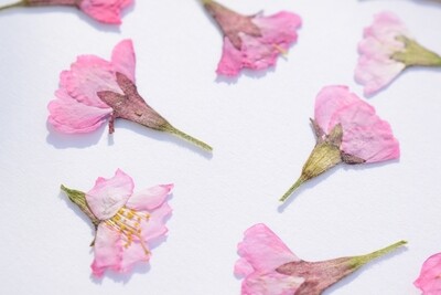 Pressed cherry blossom Prunus flowers 7 UK pressed cherry blossom