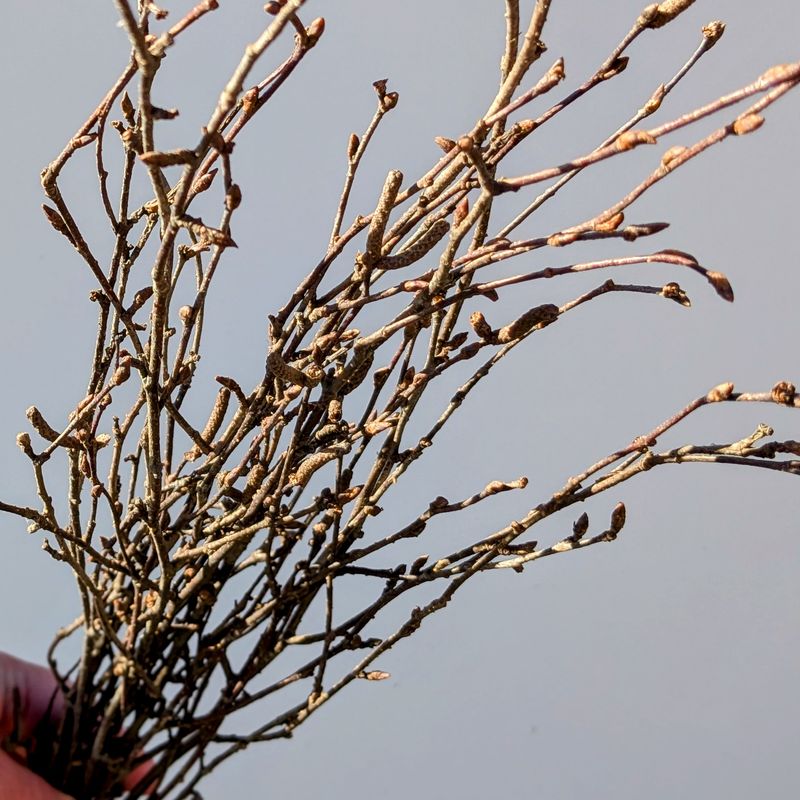 birch sticks