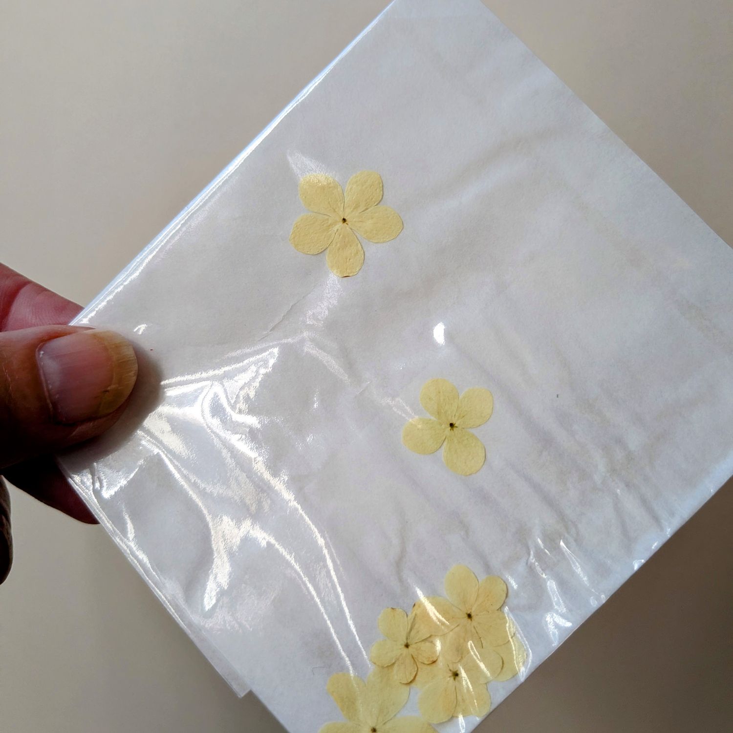 Pressed Viburnum flowers cream 7 pack UK pressed viburnum uk