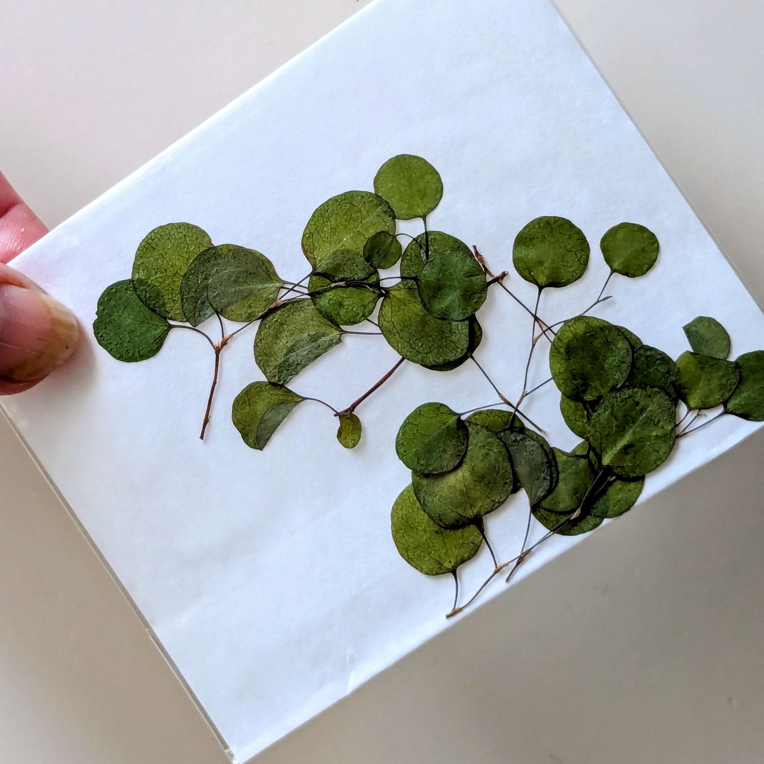 Pressed leaves Wire Vine 7 pack UK pressed maidenhair vine leaves