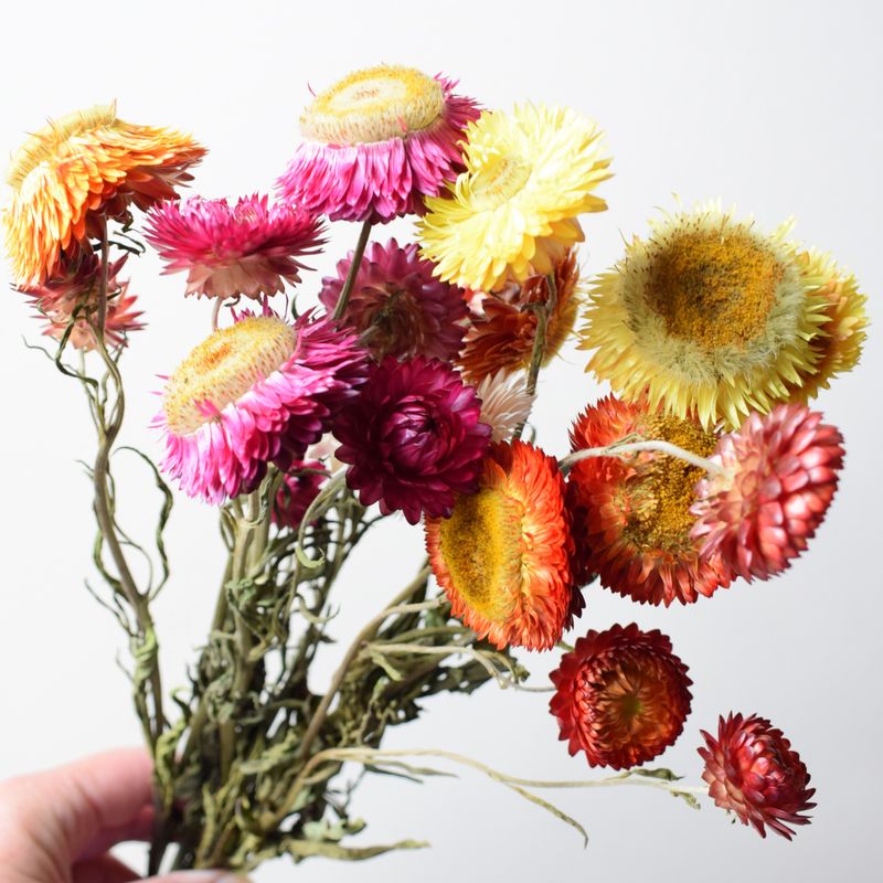 Helichrysum strawflower dried flower bunch mixed UK helichrysum dried uk