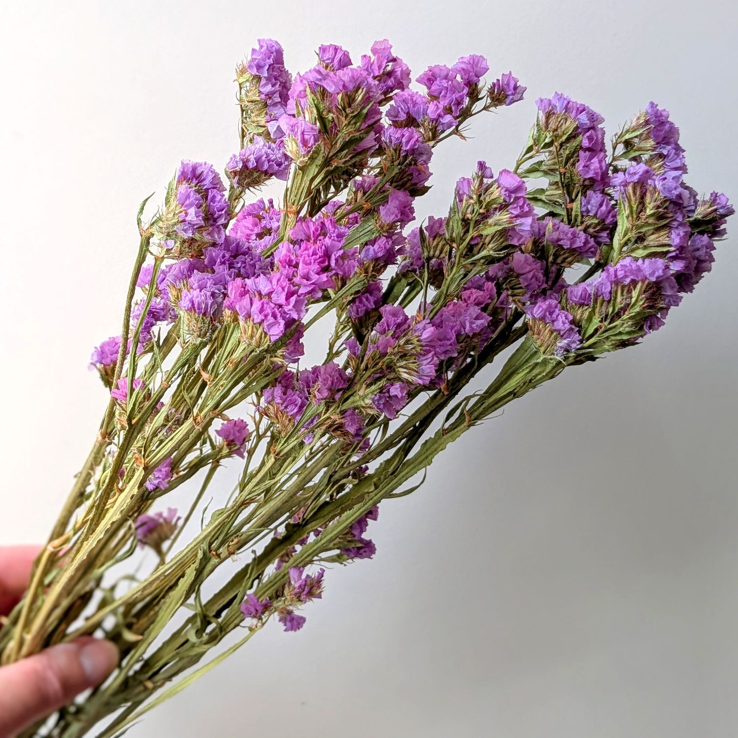 statice sinuata dried uk lilac