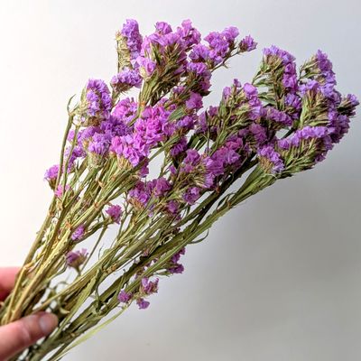 statice sinuata dried uk lilac