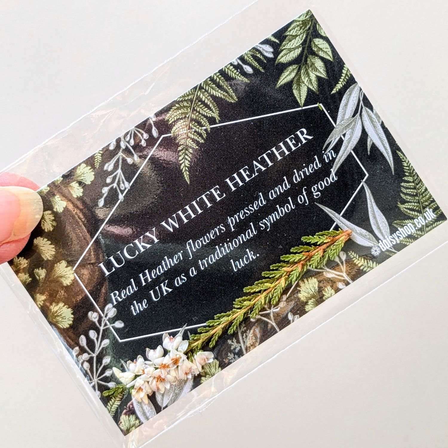 lucky white heather flower pressed uk