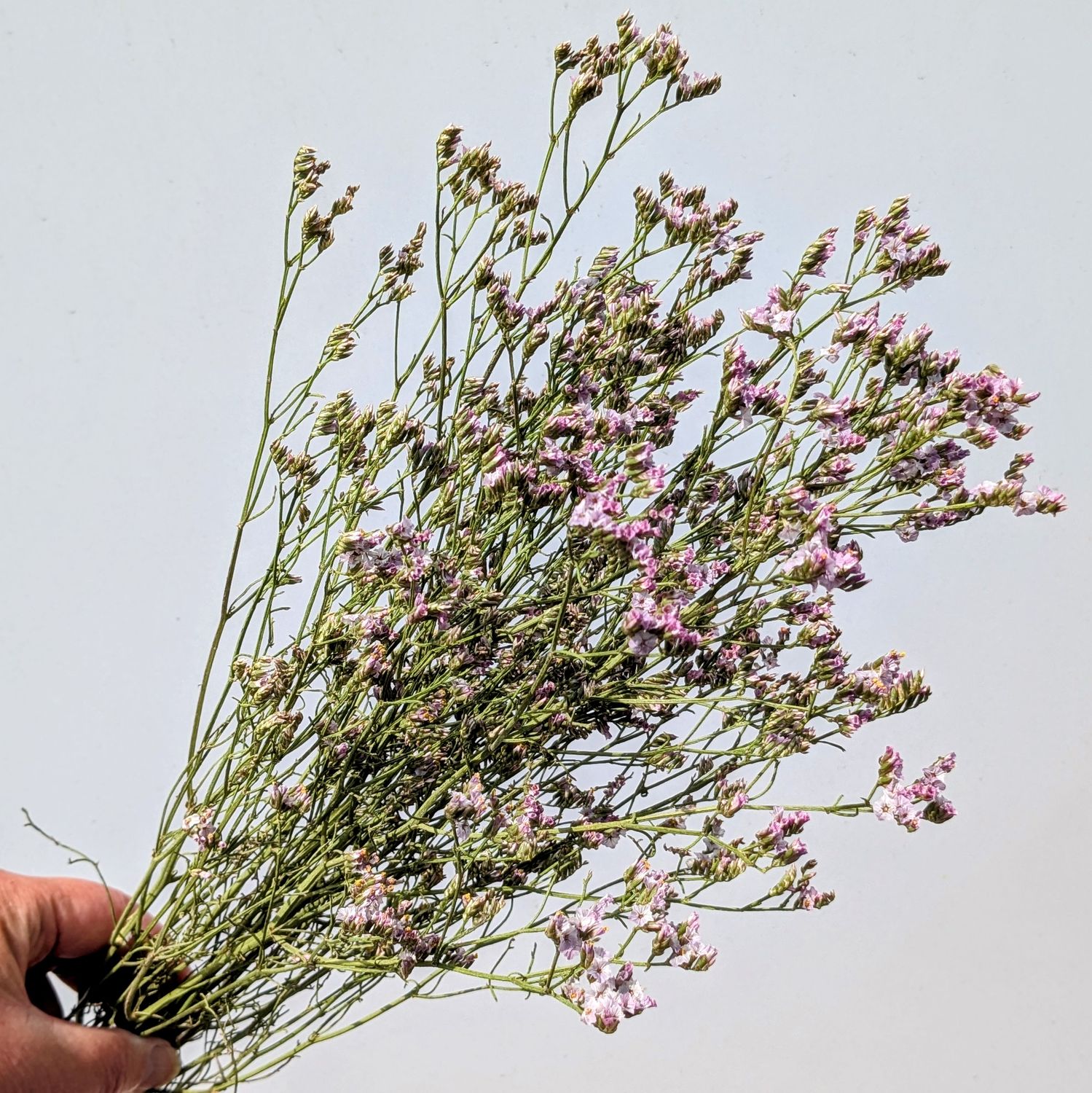 limonium bunch lavender