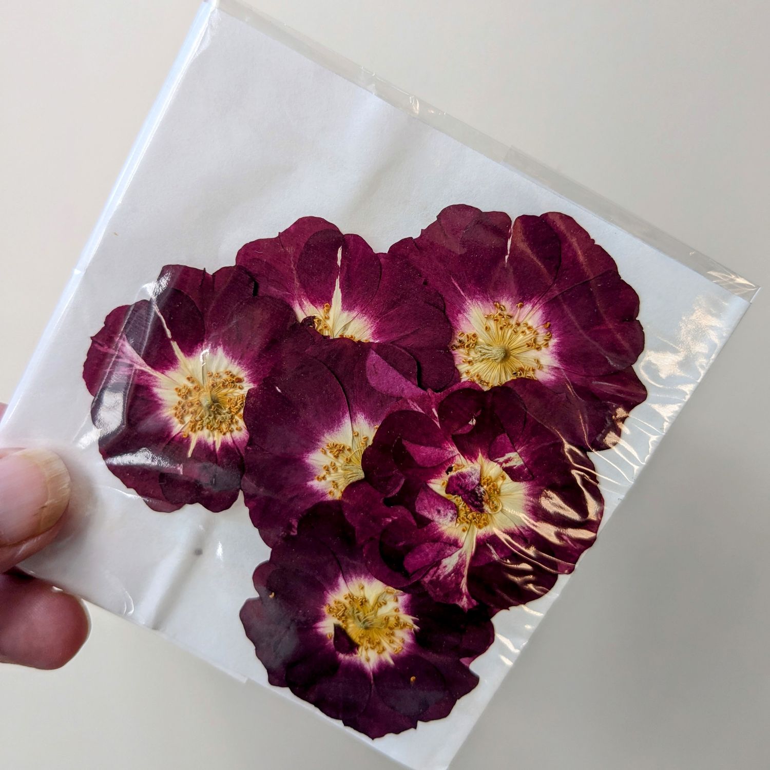 Pressed roses UK 7 pack Red pressed rose uk