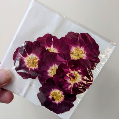 Pressed roses UK 7 pack Red pressed rose uk