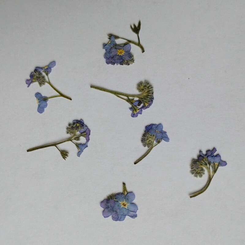 Pressed forget me not flowers Myosotis 7 pack UK Seconds Pressed forget me not flowers Myosotis 7 pack UK Seconds