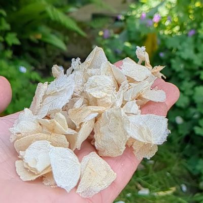 Sweety petal confetti ivory and cream affordable confetti