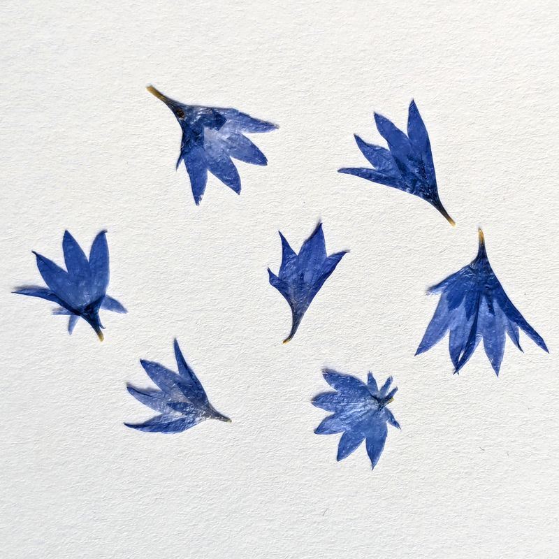 pressed cornflower petals