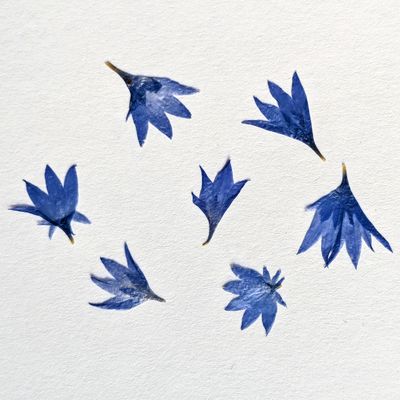pressed cornflower petals