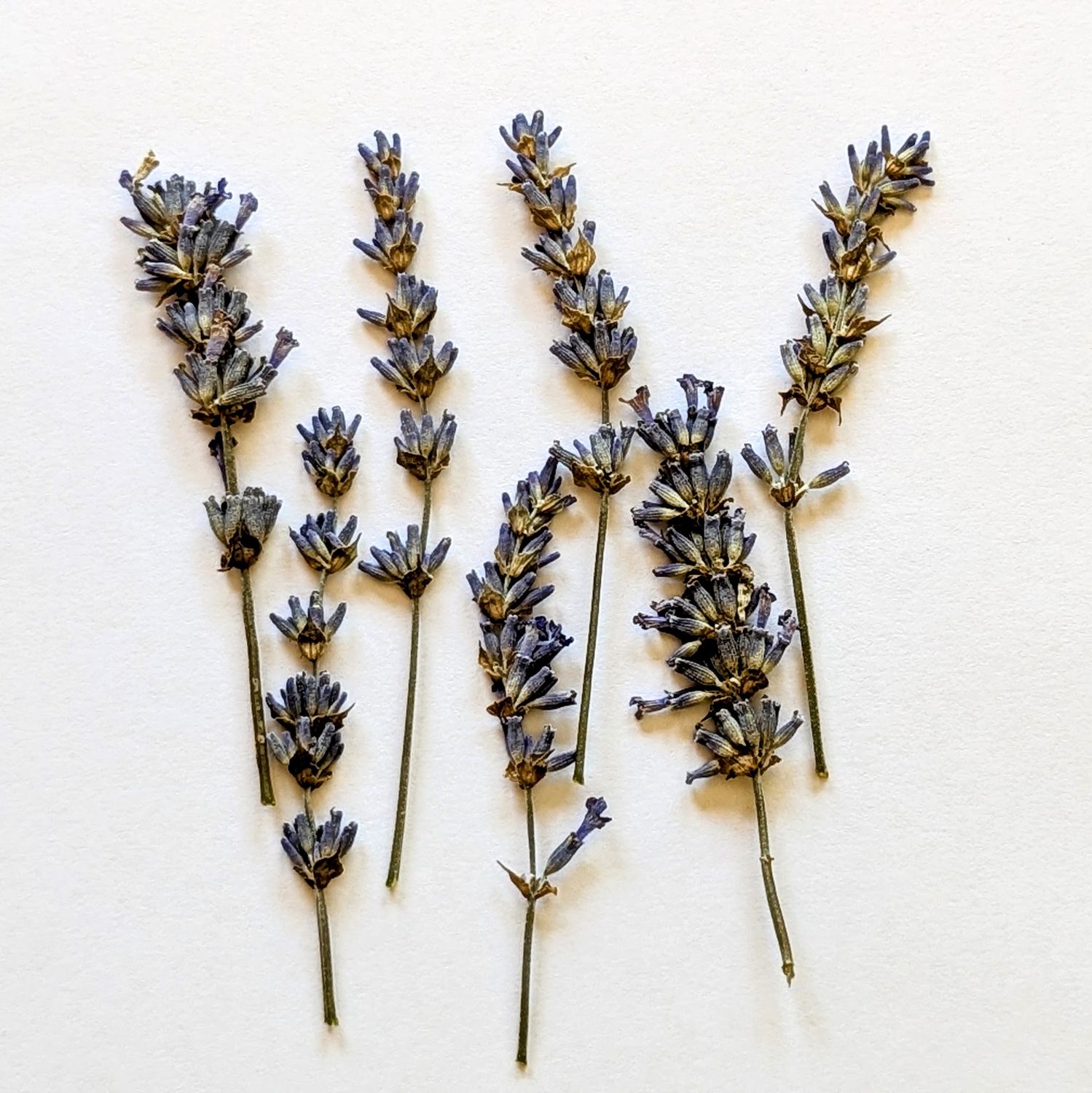 pressed lavender uk