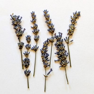 pressed lavender uk