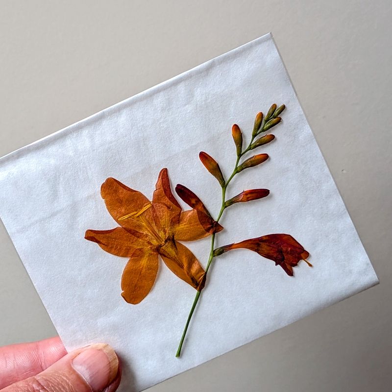 pressed crocosmia