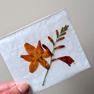 Pressed Crocosmia flower stem 7cm UK pressed crocosmia