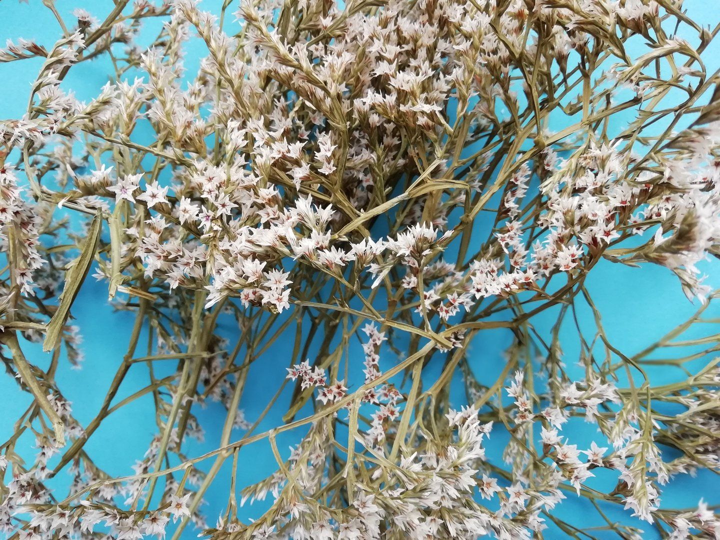 statice dumosa tartarica small pieces