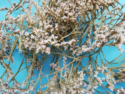 statice dumosa tartarica small pieces