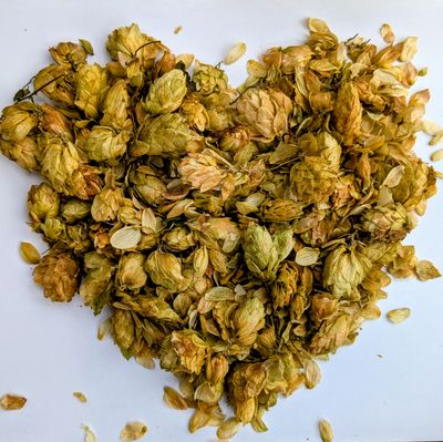 kentish hops dried