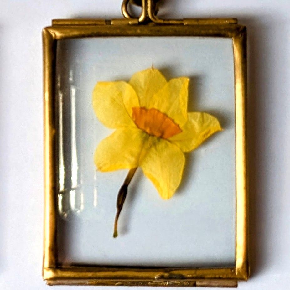 pressed flower picture daffodil