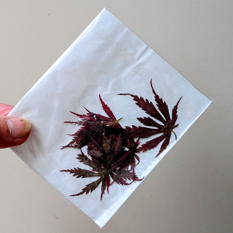 pressed acer leaves