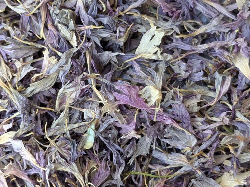 cornflower petals light blue