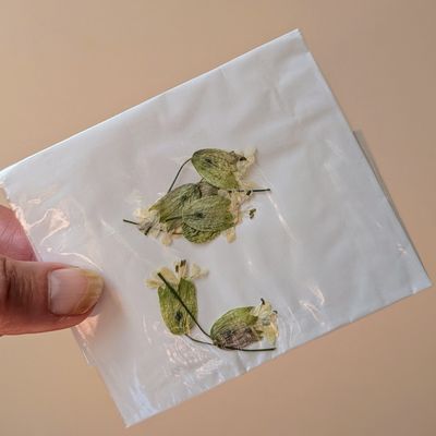 Pressed Campion white 7 pack UK pressed campion white uk