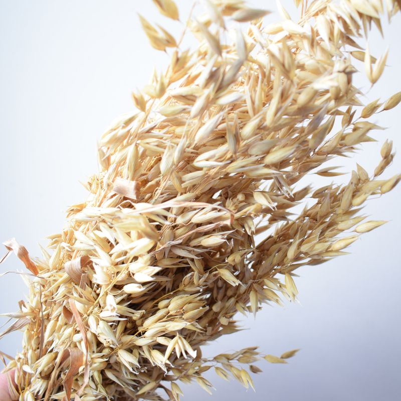 Sun-dried Oats bunch UK golden oat bunch