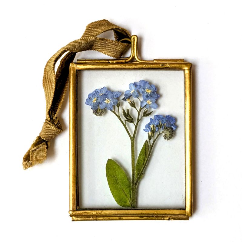 pressed flower framed forget me not