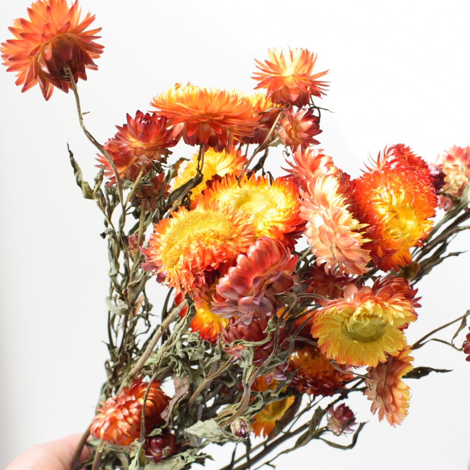 Helichrysum Strawflower bunch orange UK helichrysum orange