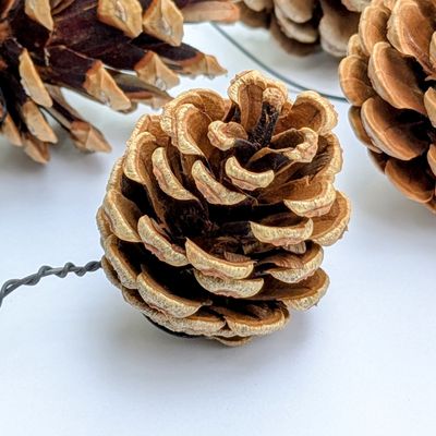 pine cone wired bulk