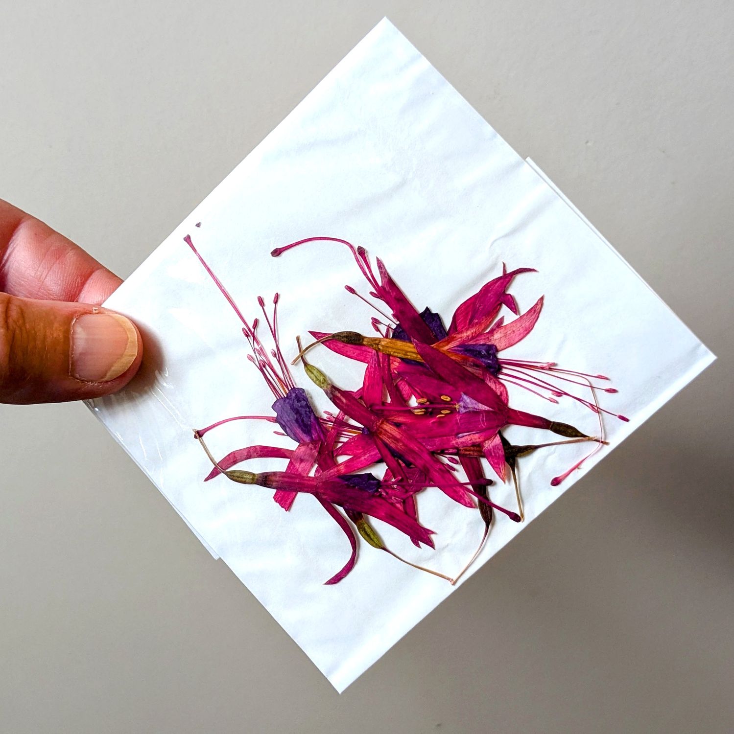 pressed fuchsia
