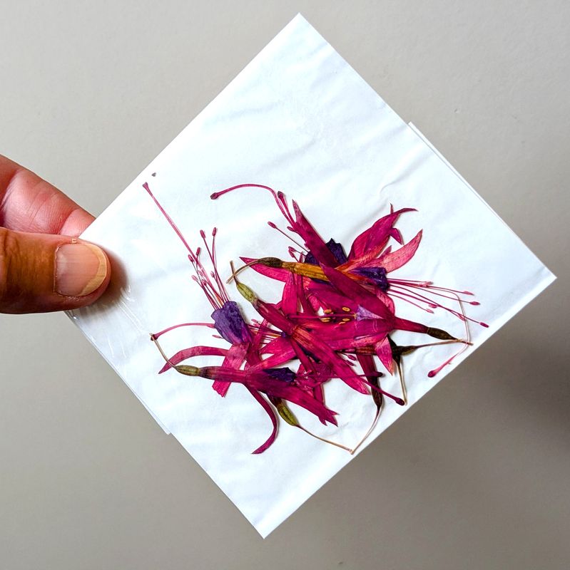 pressed fuchsia