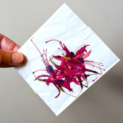 pressed fuchsia