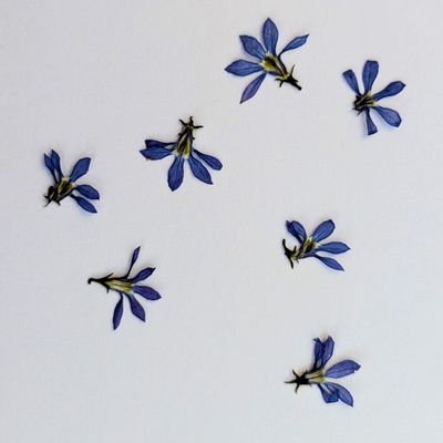 Pressed Isotoma 7 pack UK