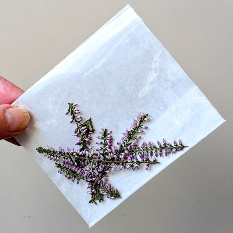 pressed heather