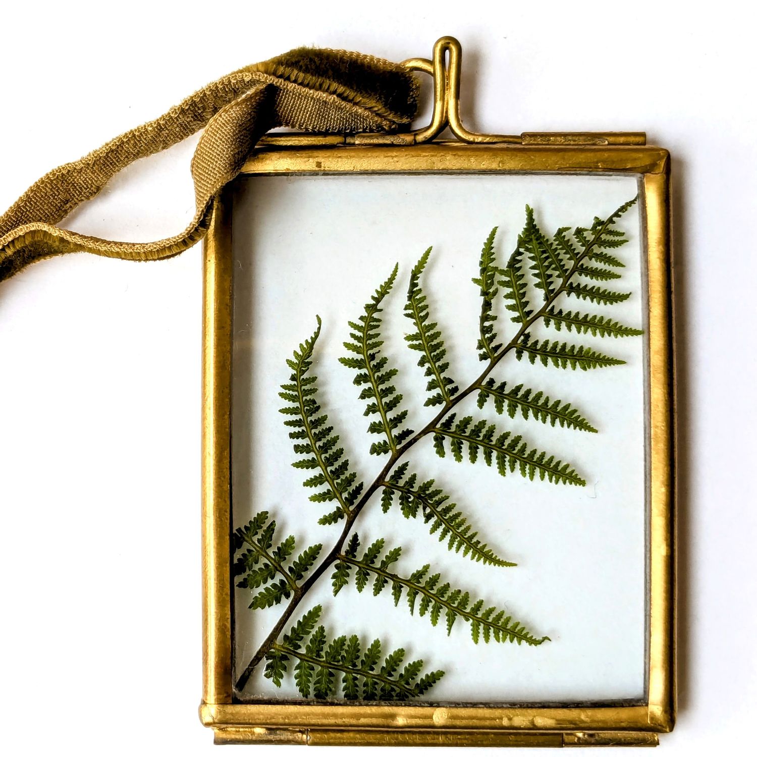 framed fern leaf uk grown
