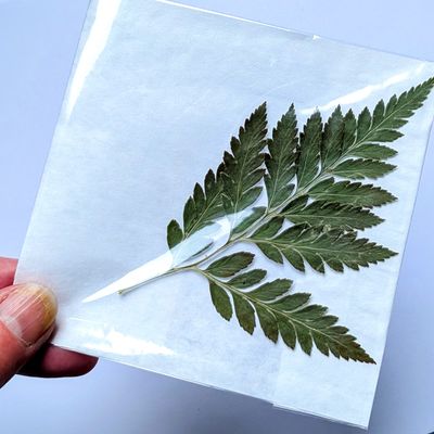 pressed leatherleaf fern