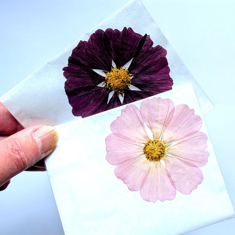 Pressed Cosmos UK grown pressed cosmos