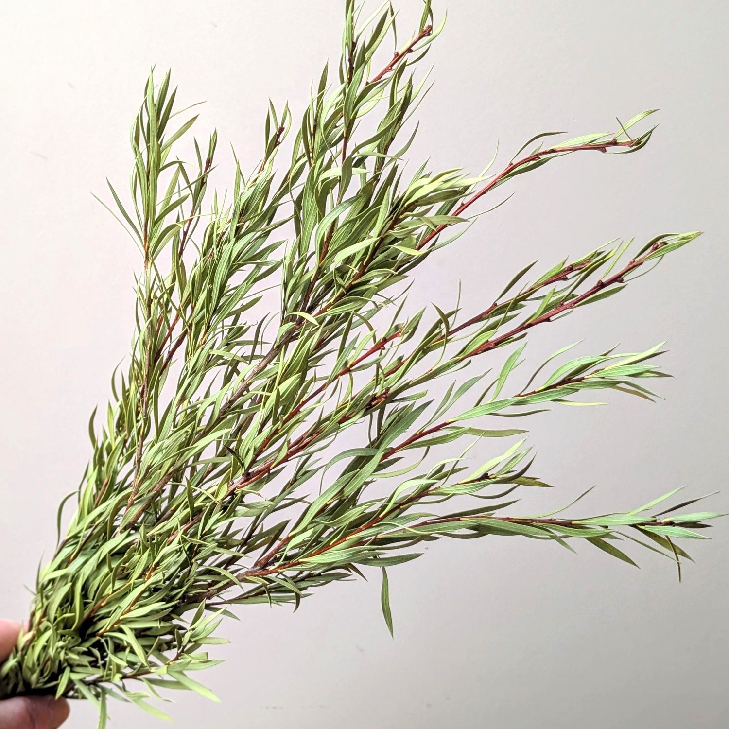 Dried Bottlebrush foliage bunch - Callistemon leaves UK bottlebrush leaves
